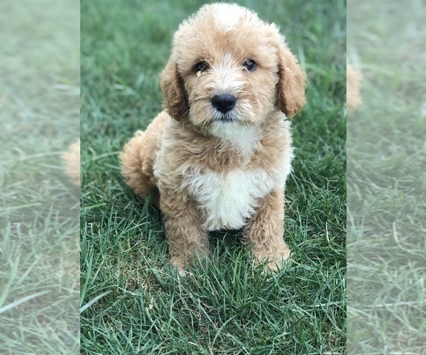 Medium Photo #5 Labradoodle-Poodle (Miniature) Mix Puppy For Sale in BOWLING GREEN, KY, USA
