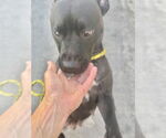 Small #4 Mutt