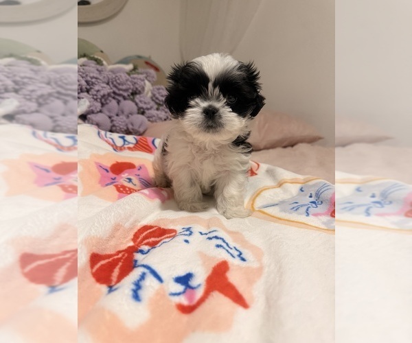 Medium Photo #1 Shih Tzu Puppy For Sale in COLORADO SPGS, CO, USA