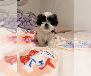 Shih Tzu Puppy for sale in COLORADO SPGS, CO, USA