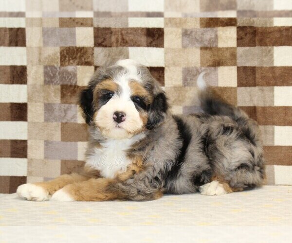 Medium Photo #2 Bernedoodle (Miniature) Puppy For Sale in DENVER, PA, USA