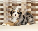Small #1 Bernedoodle (Miniature)
