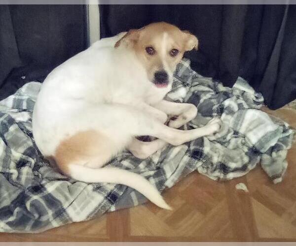 Medium Photo #1 Mutt Puppy For Sale in San Antonio, TX, USA