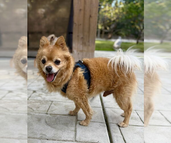 Medium Photo #2 Chiranian Puppy For Sale in Mission Viejo, CA, USA