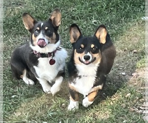 Pembroke Welsh Corgi Litter for sale in VANDALIA, MO, USA