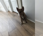 Small #2 Pomsky