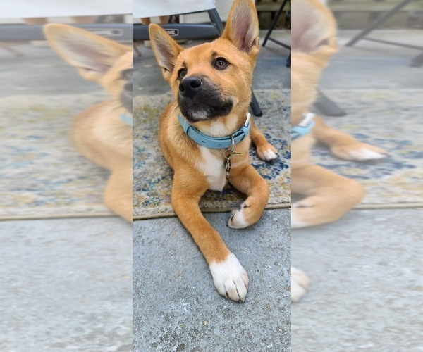 Medium Photo #1 Shiba Inu Puppy For Sale in BUFFALO, NY, USA