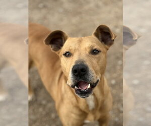 Labrador Retriever-Unknown Mix Dogs for adoption in Corning, AR, USA