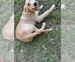 Small #4 Flat Coated Retriever-Golden Retriever Mix