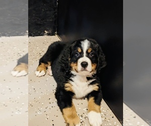 Bernese Mountain Dog Puppy for sale in GRAND RAPIDS, MI, USA