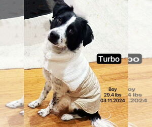 Border Collie Dogs for adoption in West Hollywood, CA, USA