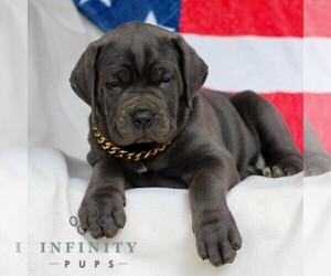 Cane Corso Puppy for sale in HONEY BROOK, PA, USA