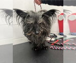 Small Photo #11 Cairn Terrier-Unknown Mix Puppy For Sale in Princeton, MN, USA