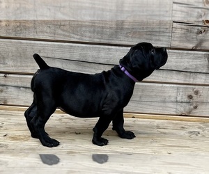Boerboel Puppy for sale in GREENEVILLE, TN, USA