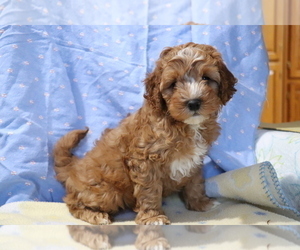 Cavapoo Puppy for sale in SHILOH, OH, USA