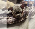 Small #3 French Bulldog