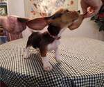 Small Photo #5 Basset Hound Puppy For Sale in SODDY DAISY, TN, USA