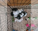 Image preview for Ad Listing. Nickname: Litter of 4