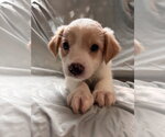 Small #1 Mutt