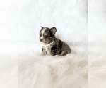 Small #3 Chihuahua