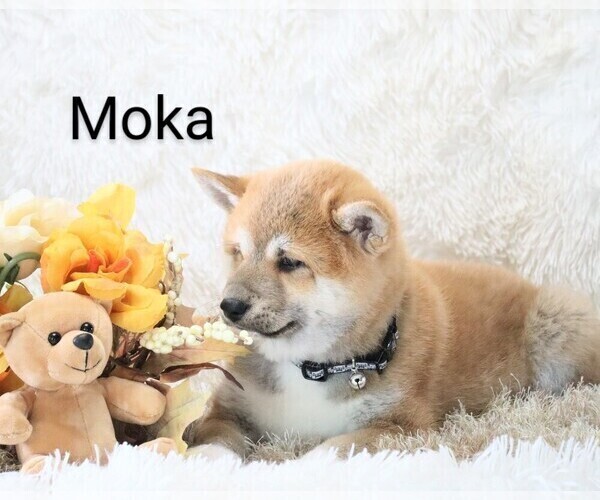 Medium Photo #6 Shiba Inu Puppy For Sale in LOYAL, WI, USA