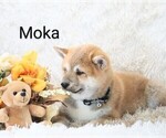 Small #5 Shiba Inu