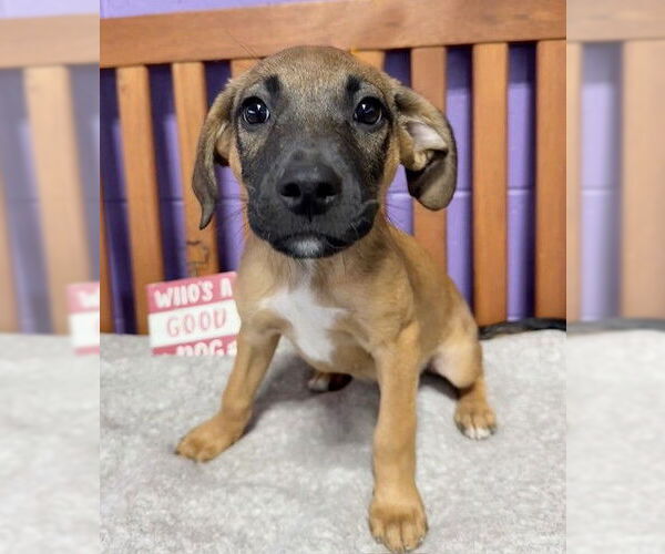Medium Photo #1 Labrador Retriever-Unknown Mix Puppy For Sale in Genesee, WI, USA