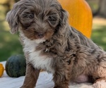 Small #3 Miniature Bernedoodle