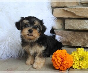 Morkie Puppy for sale in ROCK STREAM, NY, USA