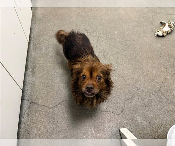 Medium Photo #1 Dameranian Puppy For Sale in Berkeley , CA, USA