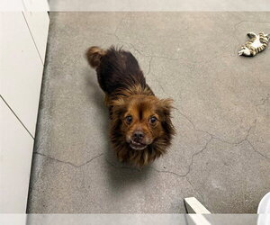 Dameranian Dogs for adoption in Berkeley , CA, USA