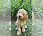 Small #3 Golden Retriever