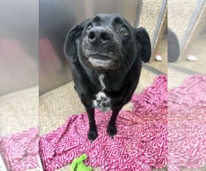 Mutt Dogs for adoption in Martinsburg, WV, USA