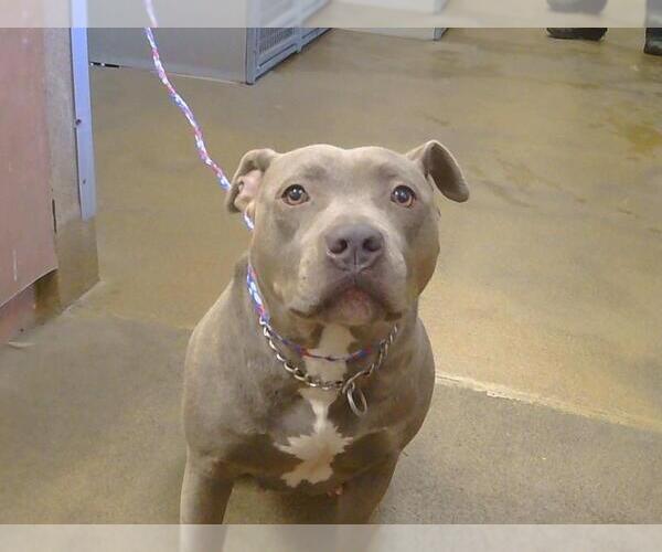 Medium Photo #1 American Pit Bull Terrier Puppy For Sale in Sacramento, CA, USA
