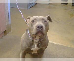 American Pit Bull Terrier Dogs for adoption in Sacramento, CA, USA