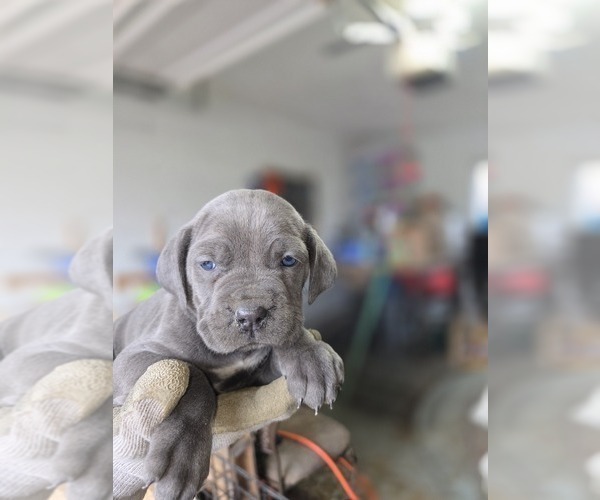 Medium Photo #6 Cane Corso Puppy For Sale in AKRON, OH, USA