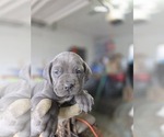 Small Photo #6 Cane Corso Puppy For Sale in AKRON, OH, USA