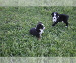 Small Photo #18 Miniature Australian Shepherd Puppy For Sale in SWAN, TX, USA