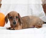Image preview for Ad Listing. Nickname: Kody