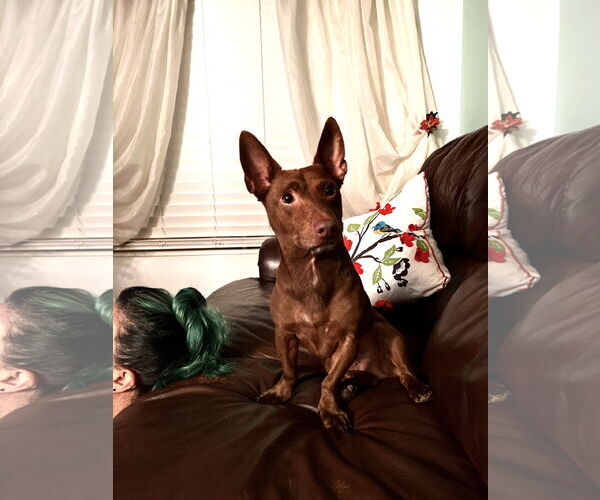 Medium Photo #1 Chiweenie Puppy For Sale in San Bernardino , CA, USA
