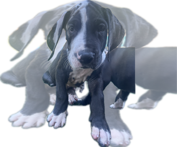 Medium Photo #21 Great Dane Puppy For Sale in WILLIS, TX, USA