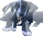Puppy Kimber Great Dane