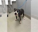 Small American Pit Bull Terrier Mix