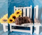 Small #4 Labradoodle