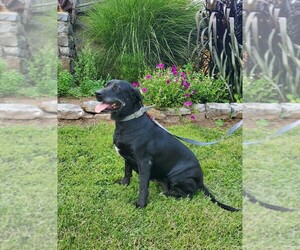 Labrador Retriever Dogs for adoption in BRIDGEWATER, VA, USA