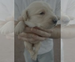 Small #13 Golden Labrador