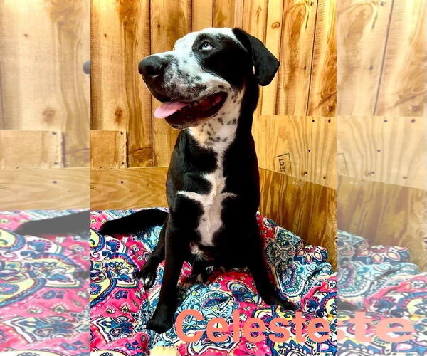 Medium Photo #4 Catahoula Leopard Dog-Labrador Retriever Mix Puppy For Sale in Alexander, AR, USA