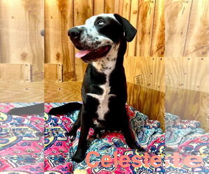 Celeste - Female Catahoula Leopard Dog-Labrador Retriever Mix Dog for Adoption - Photo #4