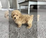 Small Photo #3 Poodle (Miniature) Puppy For Sale in PARAGON, IN, USA