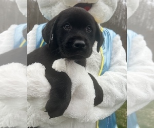 Labrador Retriever Puppy for sale in NEOLA, WV, USA